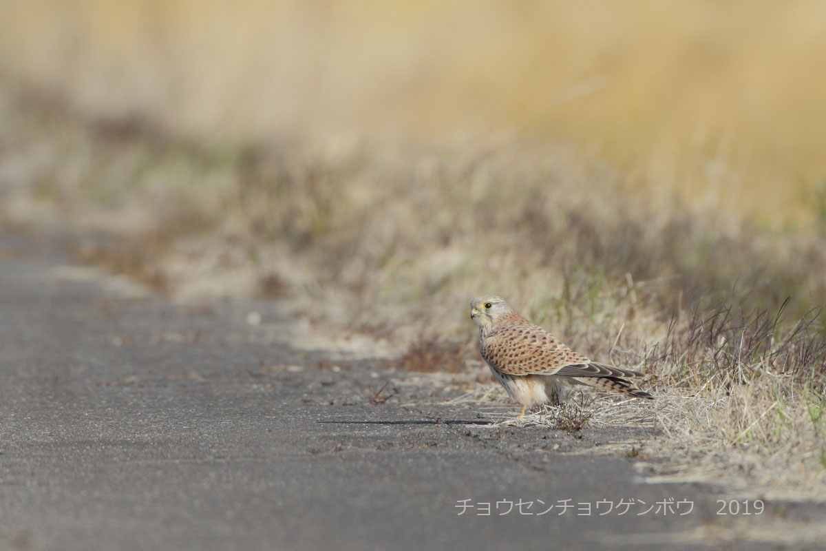 チョウゲンボウ