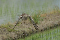 マダラチュウヒ